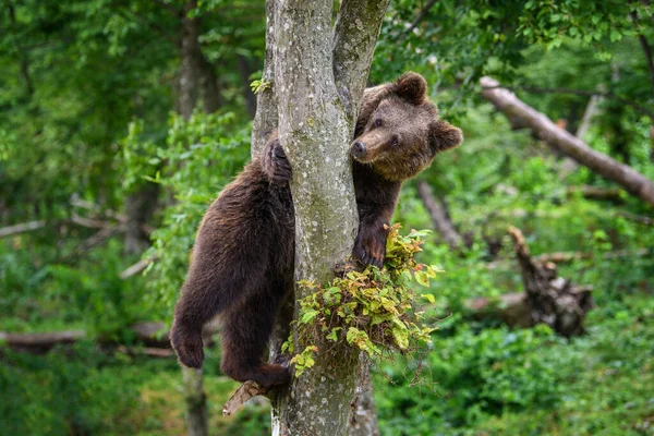 Дикий Бурый Медведь Ursus Arctos Дереве Летнем Лесу Животное Естественной — стоковое фото