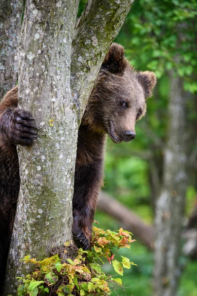 Medvěd Hnědý Ursus Arctos Stromě Letním Lese Zvíře Přírodním Prostředí — Stock fotografie