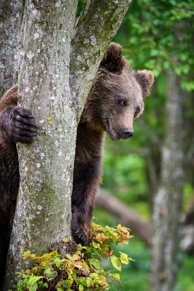 Wild Brown Bear Ursus Arctos Δέντρο Στο Θερινό Δάσος Ζώο — Φωτογραφία Αρχείου