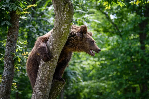 Oso Pardo Salvaje Ursus Arctos Árbol Bosque Verano Animal Hábitat — Foto de Stock