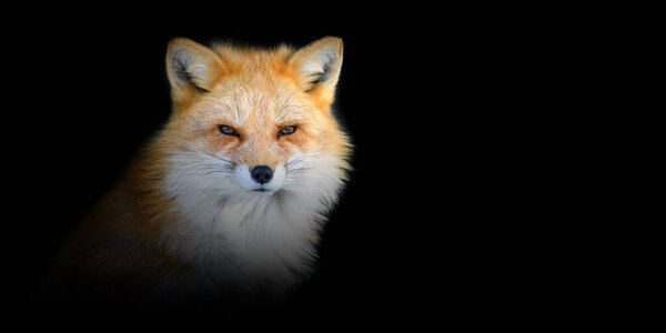 Close up Red fox portrait on black background