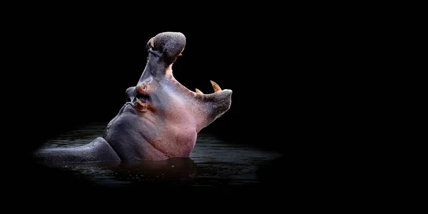 Fechar Hipopótamo Retrato Fundo Preto — Fotografia de Stock