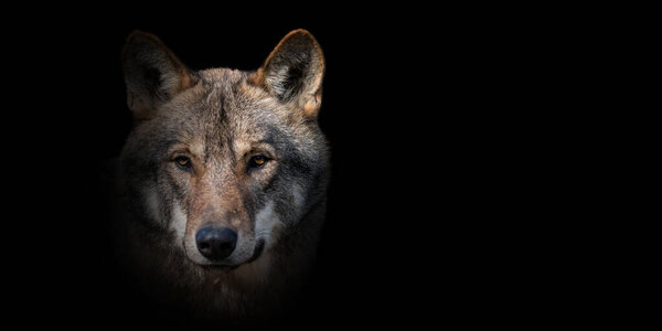 Close up wolf portrait on black background
