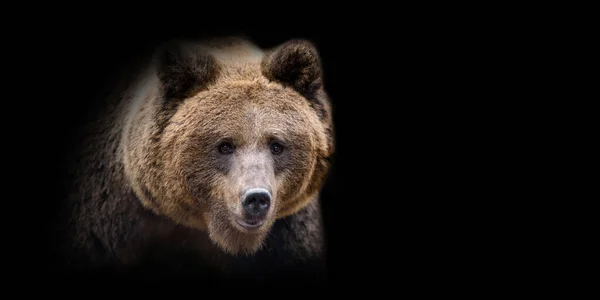 Zamknij Brązowy Niedźwiedź Portret Czarnym Tle — Zdjęcie stockowe