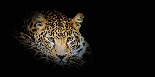 Fechar Retrato Leopardo Sobre Fundo Preto — Fotografia de Stock