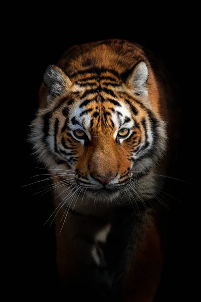 Zavřít Tygr Portrét Černém Pozadí — Stock fotografie