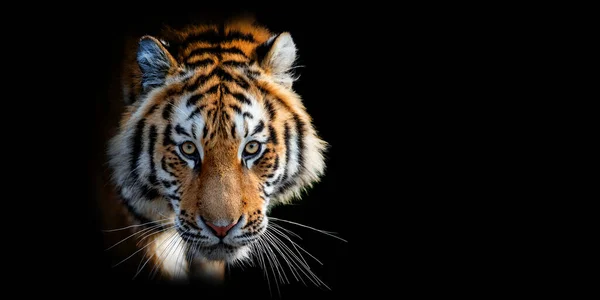 Close Tiger Portrait Black Background — Stock Photo, Image