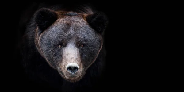 Primer Plano Marrón Retrato Oso Sobre Fondo Negro —  Fotos de Stock