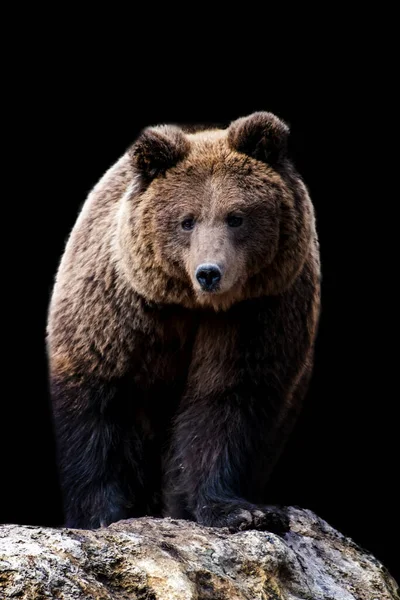 Fechar Retrato Urso Marrom Fundo Preto — Fotografia de Stock
