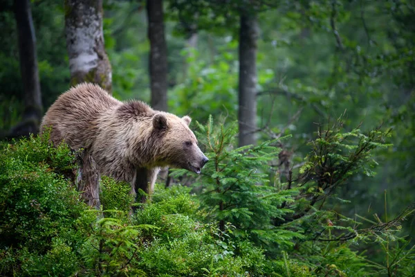 Дикий Взрослый Коричневый Медведь Ursus Arctos Горном Летнем Лесу — стоковое фото