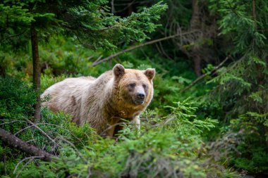 Vahşi Boz Ayı (Ursus Arctos) yaz ormanında. Doğal ortamda bir hayvan. Vahşi yaşam sahnesi