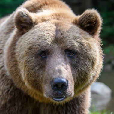 Vahşi Boz Ayı (Ursus Arctos) yaz ormanında gölette. Doğal ortamda bir hayvan. Vahşi yaşam sahnesi