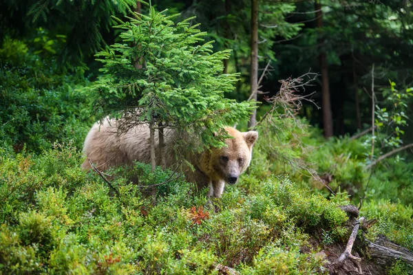 Urso Castanho Selvagem Ursus Arctos Floresta Verão Animais Habitat Natural — Fotografia de Stock