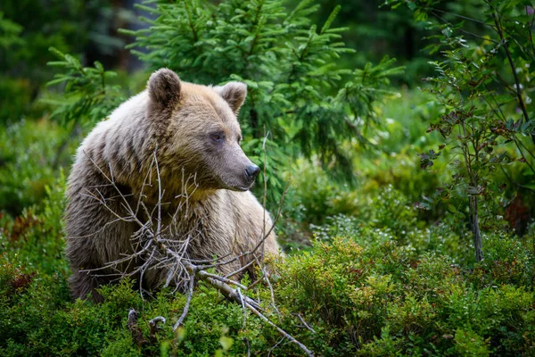 Wilde Bruine Beer Ursus Arctos Het Zomerwoud Dier Natuurlijke Habitat — Stockfoto