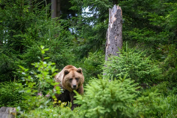 숲에는 Ursus Arctos 서식한다 서식지의 동물들 동물의 — 스톡 사진