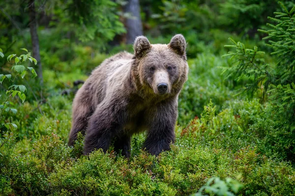 Dziki Niedźwiedź Brunatny Ursus Arctos Letnim Lesie Zwierzęta Środowisku Naturalnym — Zdjęcie stockowe