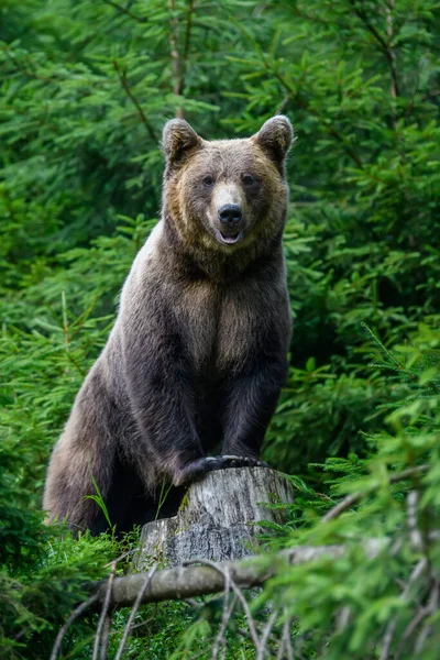 Дикий Коричневый Медведь Ursus Arctos Летнем Лесу Животное Естественной Среде — стоковое фото