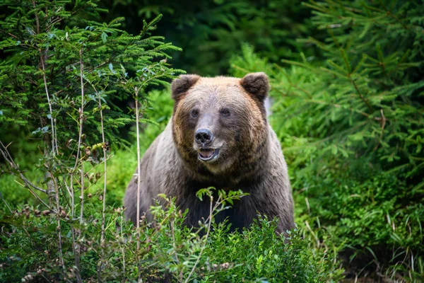 Дикий Коричневый Медведь Ursus Arctos Летнем Лесу Животное Естественной Среде — стоковое фото