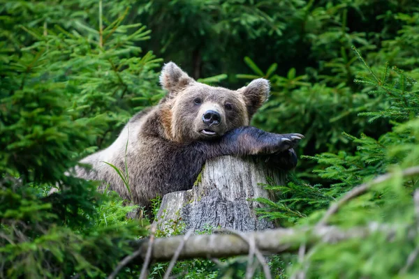 Ведмідь Дикий Браун Ursus Arctos Лісах Тварини Природному Середовищі Вид — стокове фото