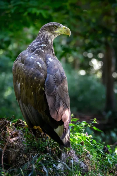 Vulturul Coadă Albă Stând Cânepă Animale Periculoase Habitatul Natural Scena — Fotografie, imagine de stoc