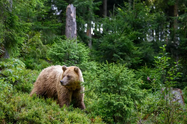 Wild Brown Bear Ursus Arctos Summer Forest Animal Natural Habitat Royalty Free Stock Images