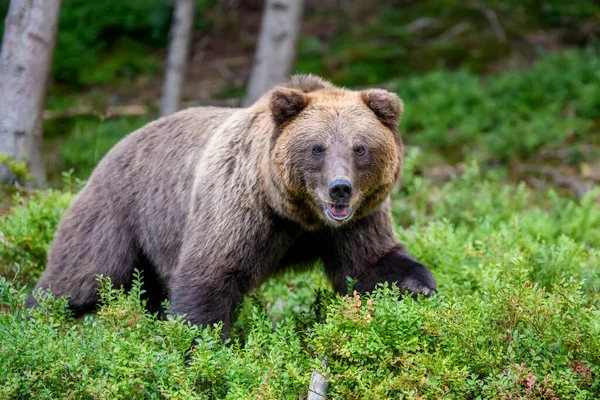 Wild Brown Bear Ursus Arctos Summer Forest Animal Natural Habitat Stock Photo