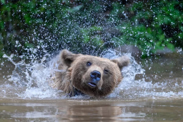 Urso Castanho Selvagem Ursus Arctos Lagoa Floresta Verão Animais Habitat — Fotografia de Stock