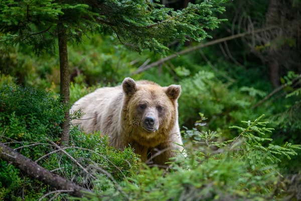 Дикий Коричневый Медведь Ursus Arctos Летнем Лесу Животное Естественной Среде — стоковое фото