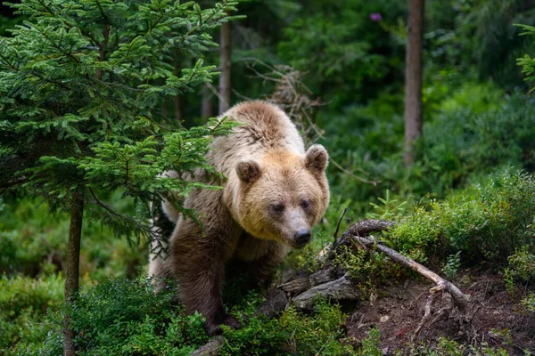 Дикий Коричневый Медведь Ursus Arctos Летнем Лесу Животное Естественной Среде — стоковое фото