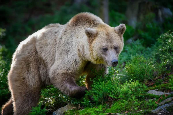 Дикий Коричневый Медведь Ursus Arctos Летнем Лесу Животное Естественной Среде — стоковое фото