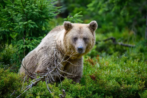 Wilde Bruine Beer Ursus Arctos Het Zomerwoud Dier Natuurlijke Habitat — Stockfoto