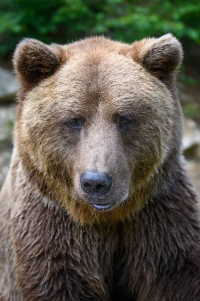 Urso Castanho Selvagem Ursus Arctos Floresta Verão Animais Habitat Natural — Fotografia de Stock