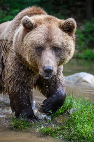 Urso Castanho Selvagem Ursus Arctos Lagoa Floresta Verão Animais Habitat — Fotografia de Stock