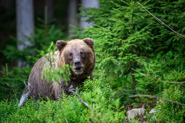 Дикий Коричневый Медведь Ursus Arctos Летнем Лесу Животное Естественной Среде — стоковое фото