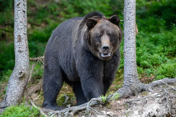 Дикий Коричневый Медведь Ursus Arctos Летнем Лесу Животное Естественной Среде — стоковое фото