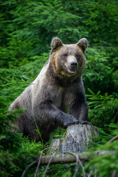 Urso Castanho Selvagem Ursus Arctos Floresta Verão Animais Habitat Natural — Fotografia de Stock