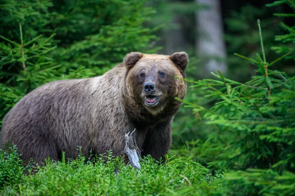 Дикий Коричневый Медведь Ursus Arctos Летнем Лесу Животное Естественной Среде — стоковое фото