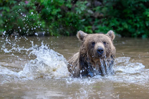Vilda Brunbjörnen Ursus Arctos Damm Sommarskogen Djur Naturlig Miljö Vilt — Stockfoto
