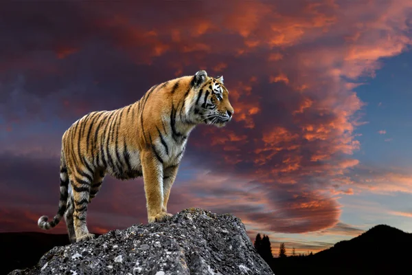 Adult Tiger Stands Rock Backdrop Evening Sky — Stock Photo, Image