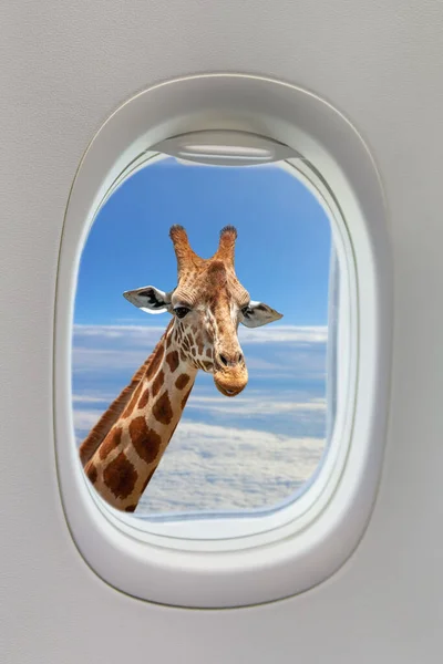 Girafe Fenêtre Extérieure Avion Sur Fond Bleu Profond Ciel Nuages — Photo