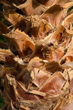Palmiye ağacı gövdesi, arka plan olarak güneşi kapatır.