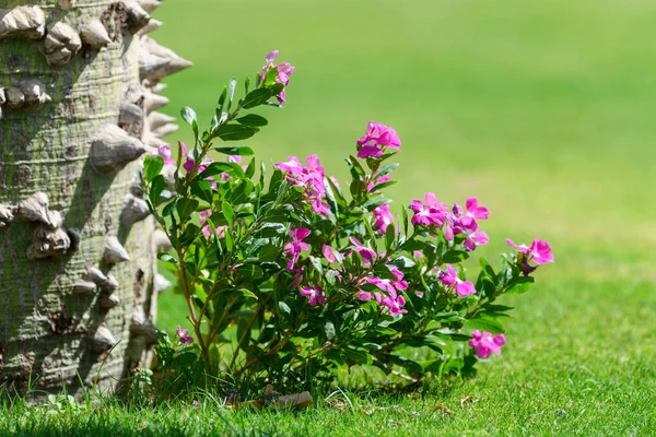 Korsiya Spesiyali Pembe Çiçekler Ceiba Specosa Nın Kalın Dikenli Gövdesi — Stok fotoğraf