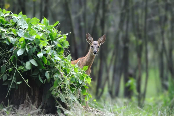 Young deer — Stock Photo, Image