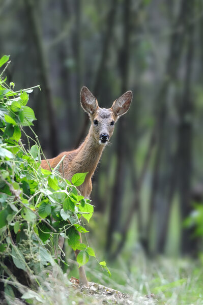 Young deer