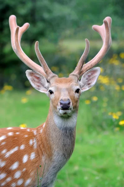 Cervo biancospino — Foto Stock