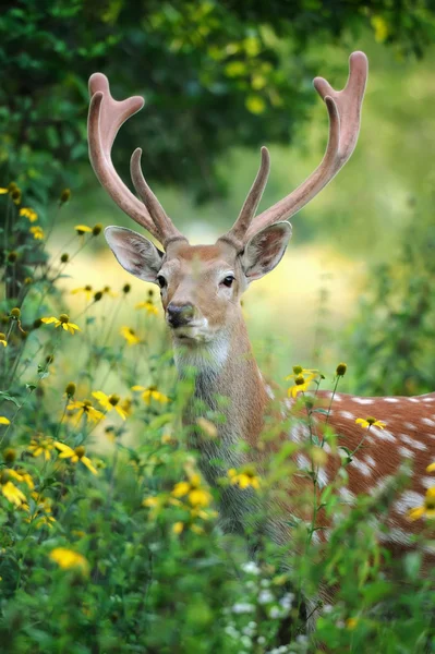 Jeleń Whitetail — Zdjęcie stockowe