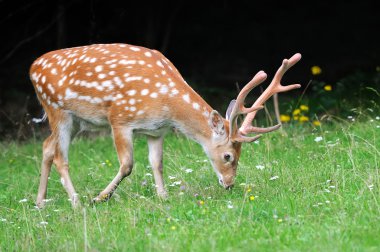Whitetail Geyik