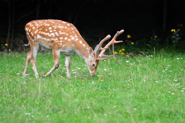 Whitetail Geyik