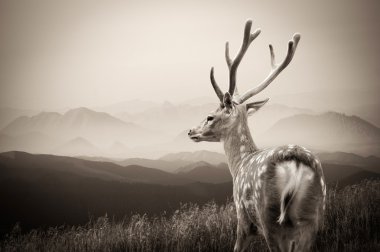 Whitetail Geyik