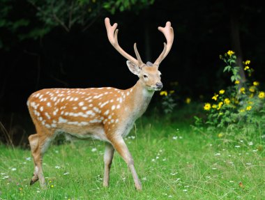 Whitetail Geyik